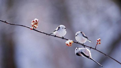 ​「萌物驾到」-“小肥啾”银喉长尾山雀