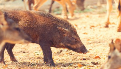 ​野猪列入二级国家保护动物 野猪是不是国家一级保护动物