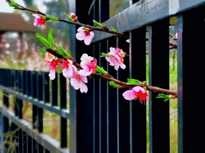 ​石象湖在哪里呀（「石象湖」在最美的季节，约会春天）