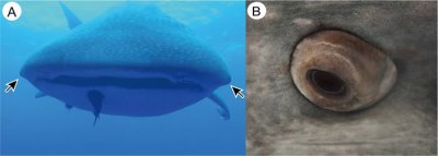 ​世界上体型最大的鱼类鲸鲨（豆腐鲨）眼球上竟然全是细小的“牙齿”