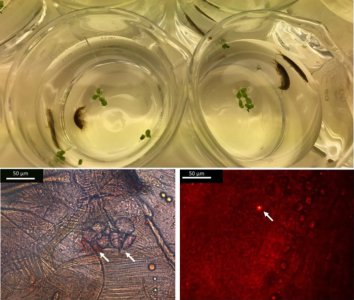 ​爱尔兰淡水溪流中的甲壳类动物Gammarus duebeni能在4天内将微塑料转变成“