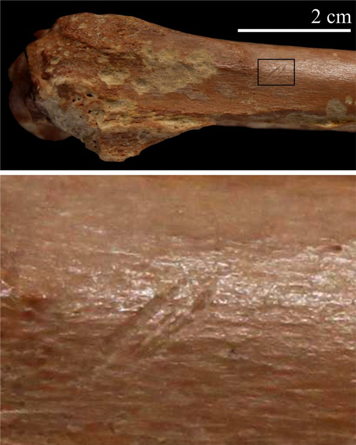 阿尔及利亚峡谷发现的240万年前石器说明古人类踏足北非早于预期