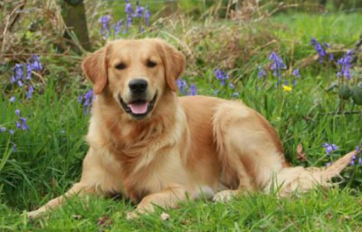 ​世界名犬十大排名 上榜的有和杜宾犬