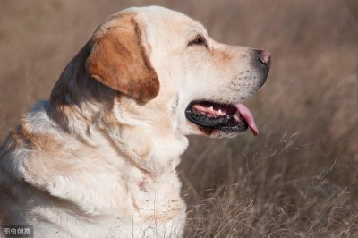 ​拉布拉多猎犬介绍