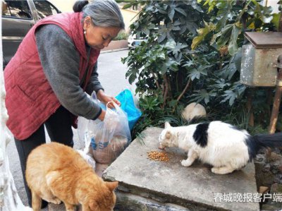 ​喂流浪猫15年！生活拮据，67岁昆明“猫奶奶”为啥这么执着……